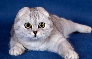 娱乐吃瓜君七七的折耳猫,娱乐吃瓜君的萌宠日常 第2张 娱乐吃瓜君七七的折耳猫,娱乐吃瓜君的萌宠日常 第2张